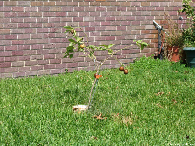 IMG_1047.jpg
